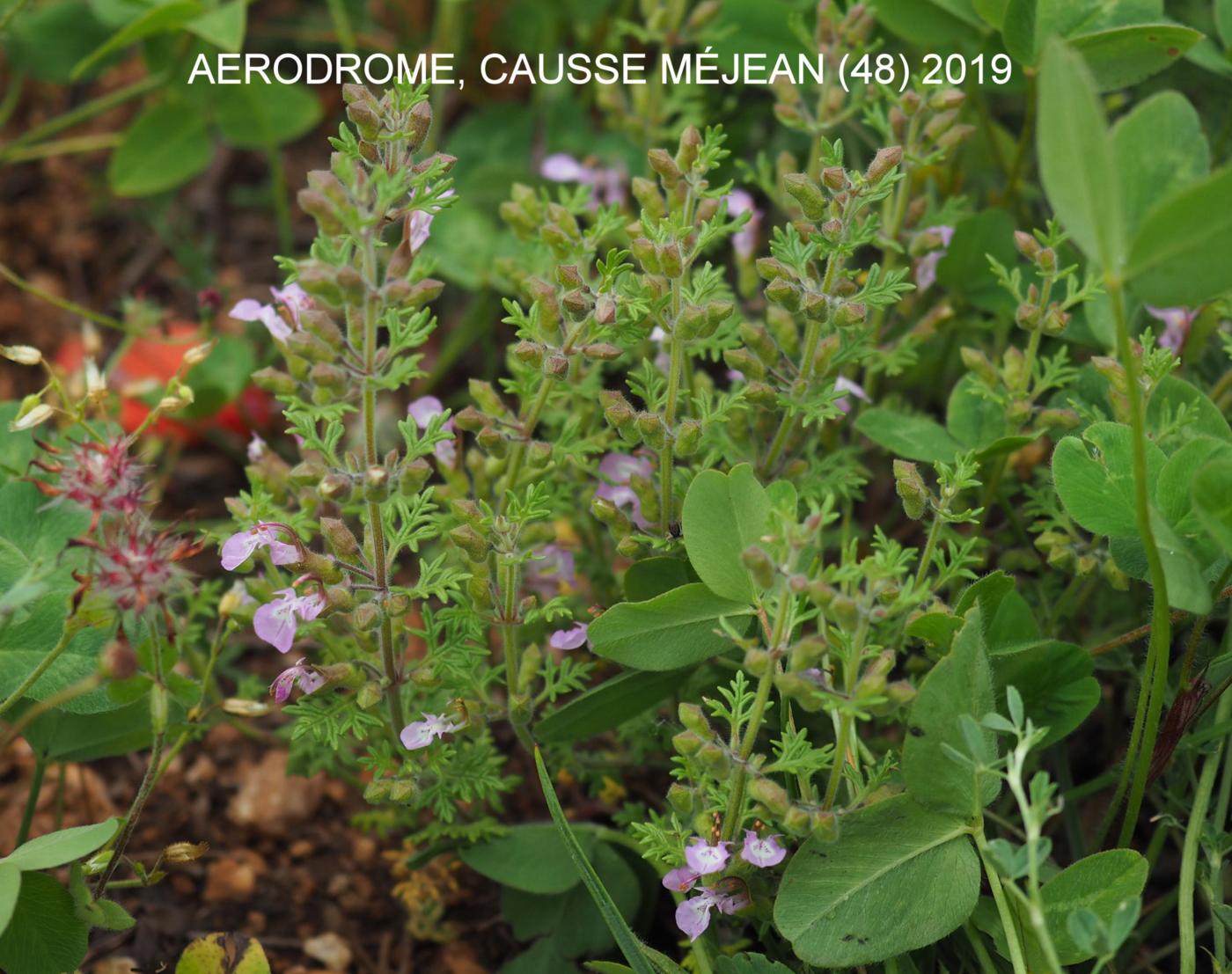 Germander, Cut-leaved plant